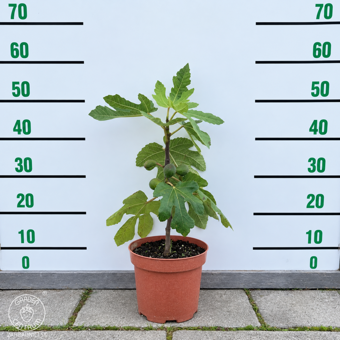 Obrázok Figovník obyčajný (Ficus carica) ‘NOIRE DE CAROMB’ – výška 40–60 cm, kont. C2L